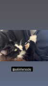 sydney_melman Altpins Profile Picture