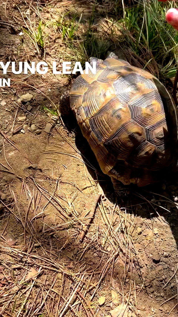 lapahappa1 archive video preview