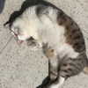 lianaayoun Altpins Profile Picture