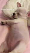 alinaaignatova Altpins Profile Picture