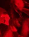 koolthinggg Altpins Profile Picture