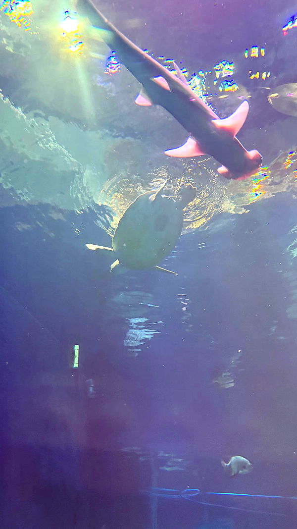 tatum.ricee archive video preview