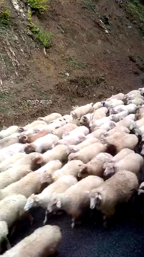 lital.shli archive video preview