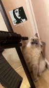 protheme Altpins Profile Picture