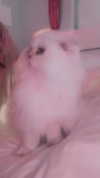 petitekitti Altpins Profile Picture