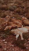 kristenhancher Altpins Profile Picture