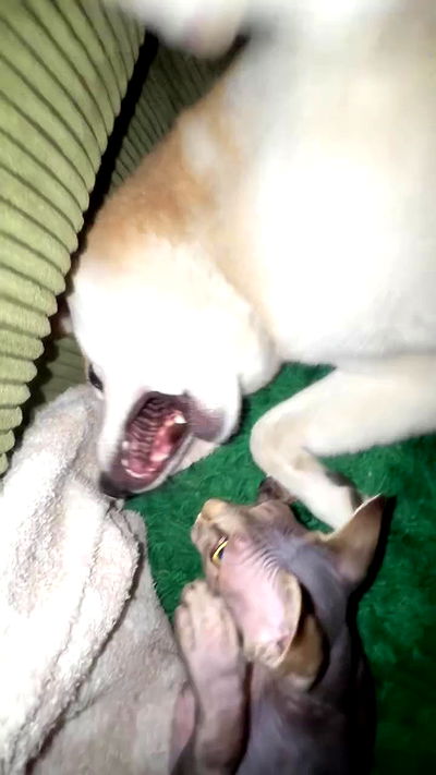 zommmbri zommmbri archive video