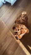 anya_shtril Altpins Profile Picture