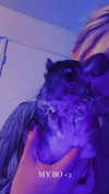 petitekitti Altpins Profile Picture