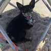 anika.wicks Altpins Profile Picture