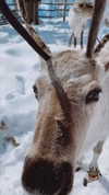 natalee.007 Altpins Profile Picture