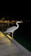 alinaaignatova Altpins Profile Picture