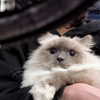 protheme Altpins Profile Picture