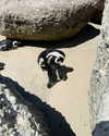 noa_mendel_ Altpins Profile Picture
