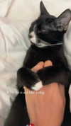sydney_melman Altpins Profile Picture