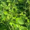 ochya0 Altpins Profile Picture