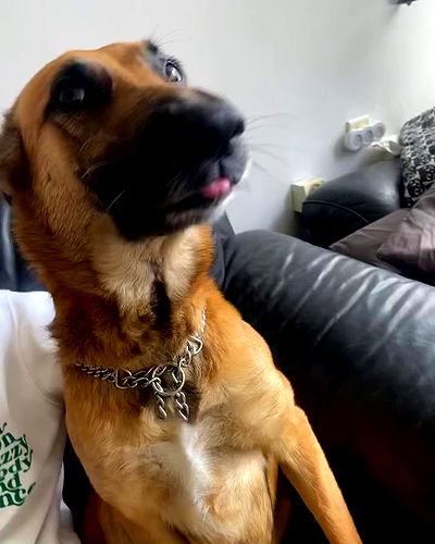 tuliprivet tuliprivet archive video