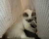 protheme Altpins Profile Picture