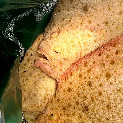 miakhalifa miakhalifa archive video