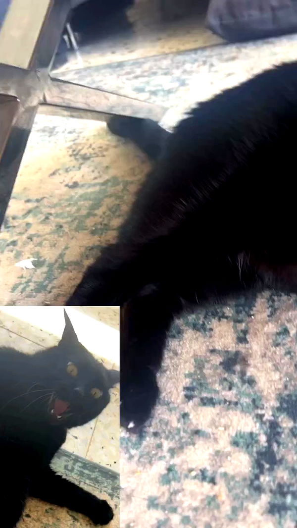 hellokittyangel666 archive video preview