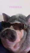 novahnovielli Altpins Profile Picture