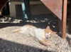 lillywestonn Altpins Profile Picture
