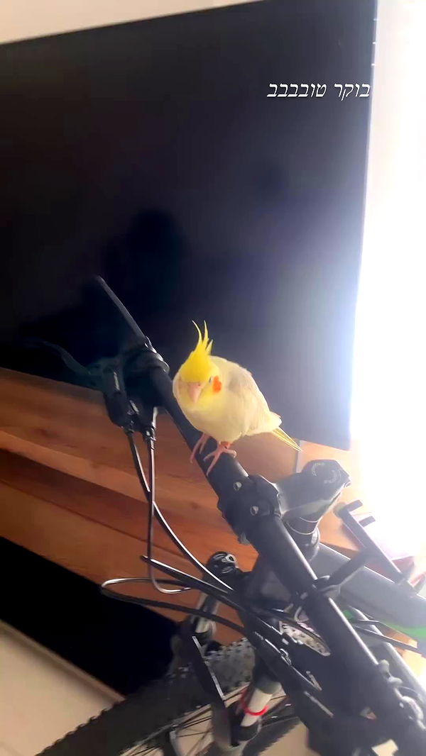 tinapavlov.sky archive video preview