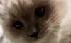 protheme Altpins Profile Picture