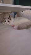 nyachty Altpins Profile Picture