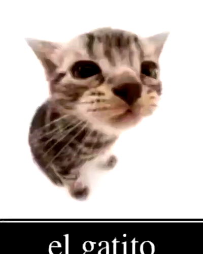 daniella_koosit daniella_koosit archive video