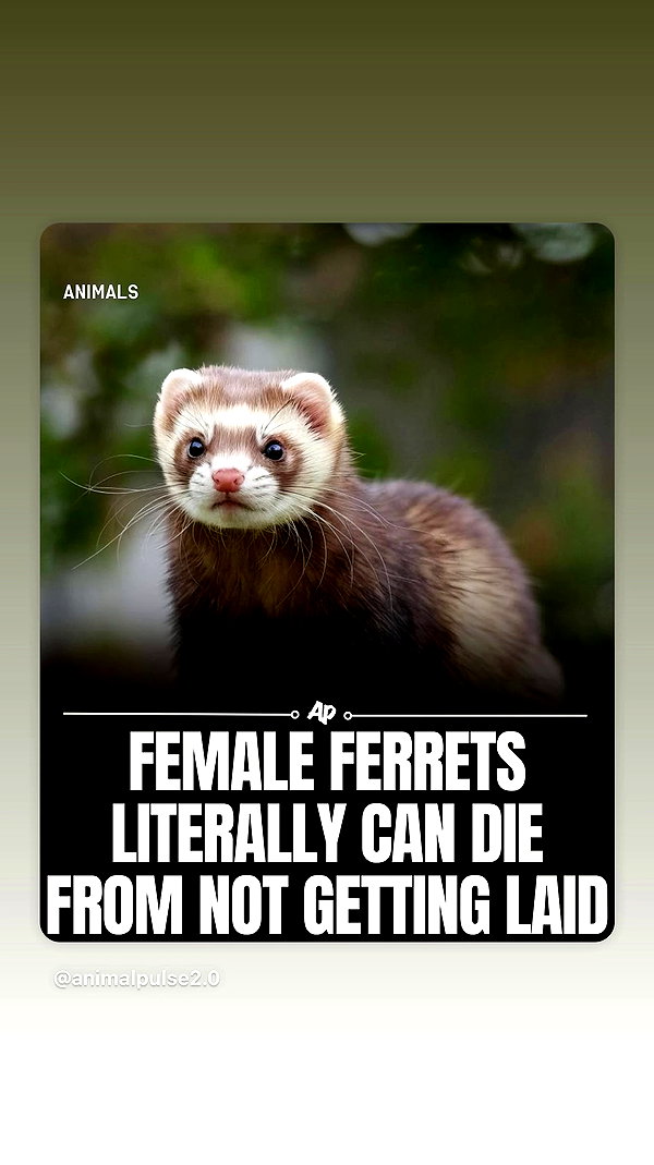 theonlygirlintheworld.xoxo archive video preview