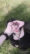 petitekitti Altpins Profile Picture