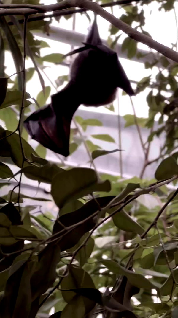 milkgore archive video preview