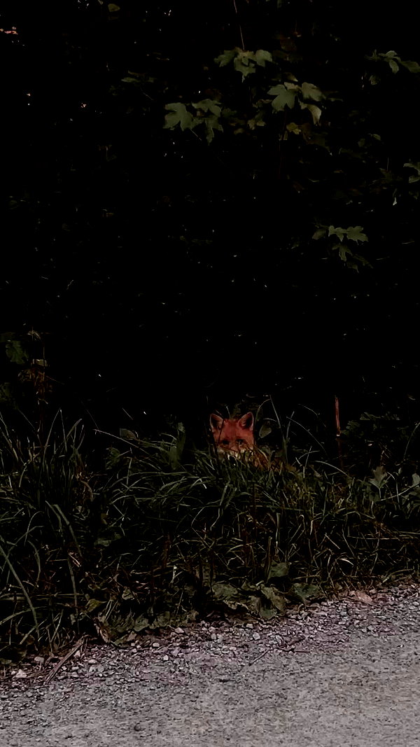 milkgore archive video preview