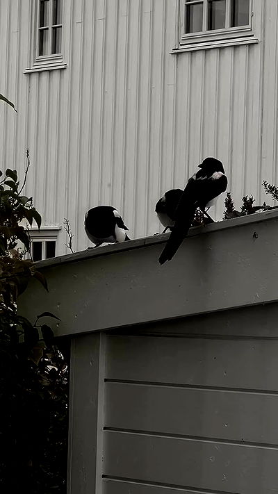 milkgore milkgore archive video