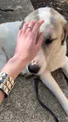 daniela.pritika Altpins Profile Picture