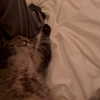 lianaayoun Altpins Profile Picture