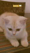 shinomayaa Altpins Profile Picture