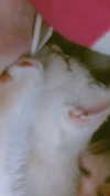 shinomayaa Altpins Profile Picture