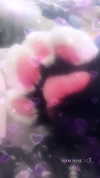 petitekitti Altpins Profile Picture