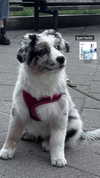 daniela.pritika Altpins Profile Picture