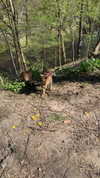 daniela.pritika Altpins Profile Picture