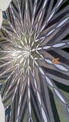 shir.albilia Altpins Profile Picture