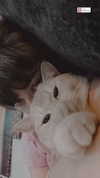 shinomayaa Altpins Profile Picture