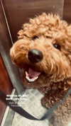 anya_shtril Altpins Profile Picture
