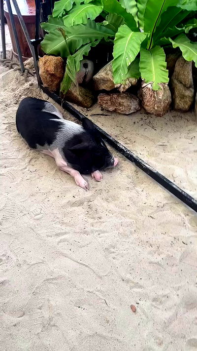 alice.skym alice.skym archive video