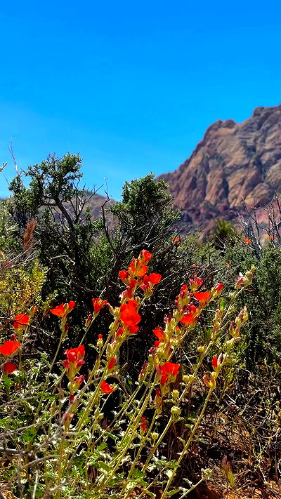 rachelc00k rachelc00k archive video