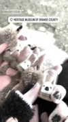petitekitti Altpins Profile Picture