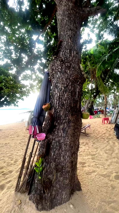 alice.skym alice.skym archive video