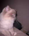 protheme Altpins Profile Picture